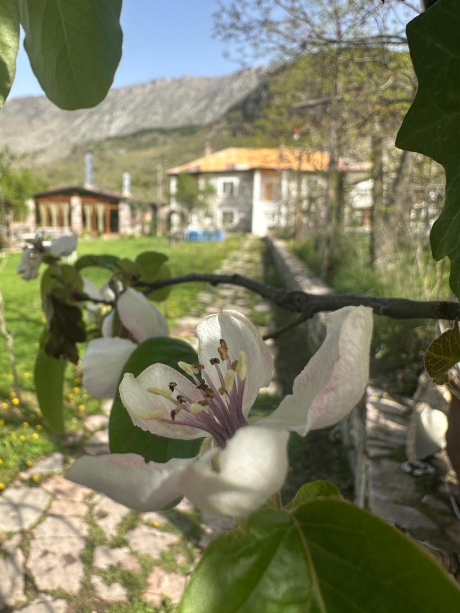 Vila Disha Тирана Екстер'єр фото