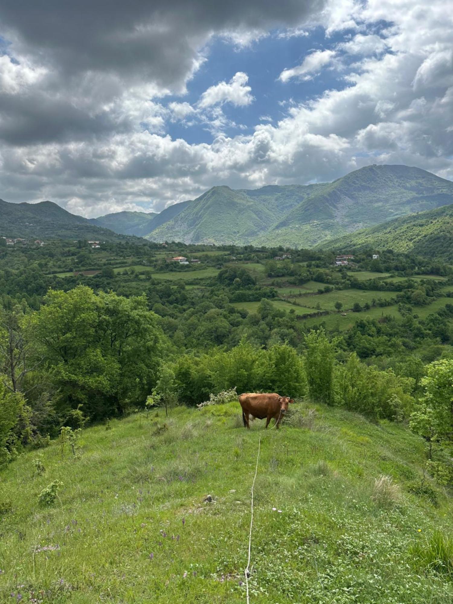 Vila Disha Тирана Екстер'єр фото